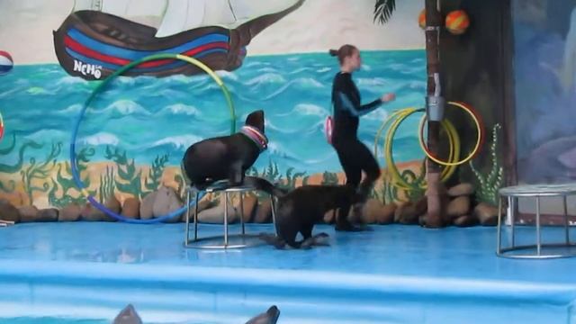 Дельфинарий, отдых, милые животные, тюлени смотреть онлайн