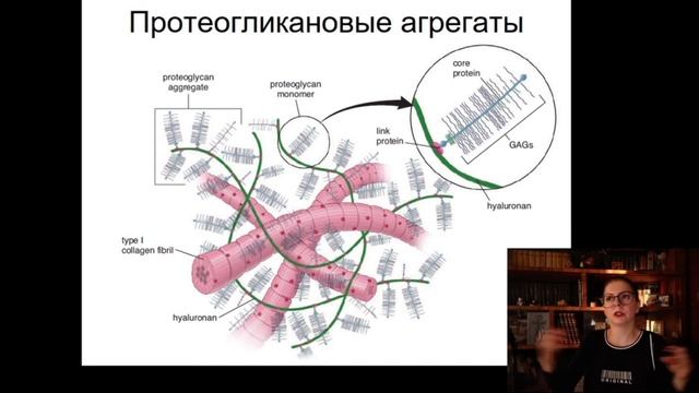 8. Соединительная ткань Лекция по гистологии