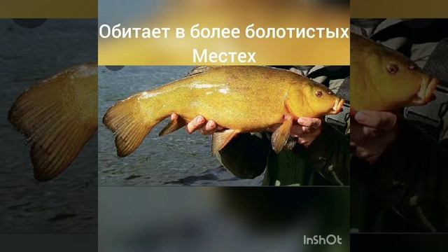 Речная рыба линь смотреть онлайн