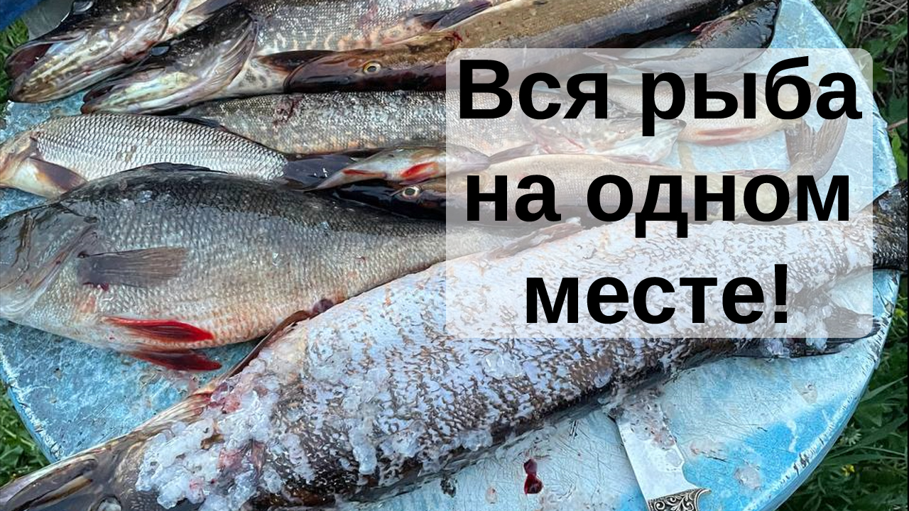 5 Щук и Окунь на КГ в одном месте! Нарвались на жор, травим рыболовные байки, удачная рыбалка и клев