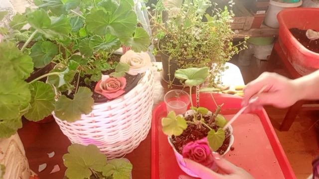 Как правильно черенковать розебудную пеларгонию