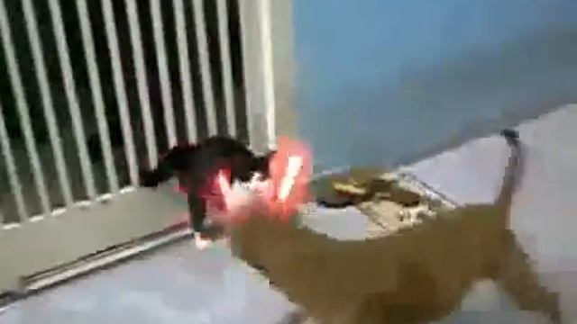 Супер кошка. смотреть онлайн