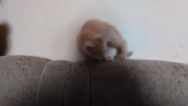 Котобелка смотреть онлайн