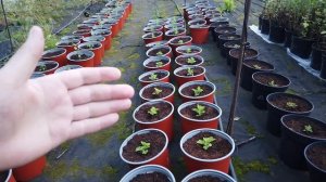 Хризантема МУЛЬТИФЛОРА в Горшках. Мой опыт для Вас!