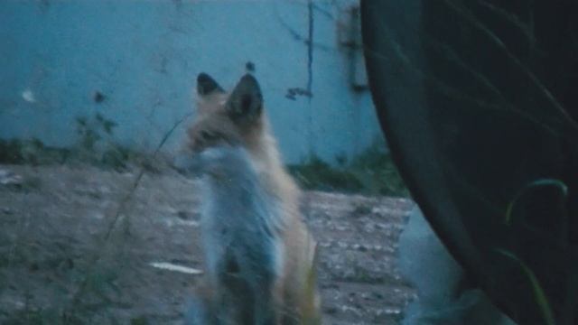 КТО В ДОМЕ ХОЗЯИН? ЧАСТЬ 6. ОБЩЕНИЕ С ЖИВОТНЫМИ. ЖИВОТНЫЕ 2019. ТАЙГА МОЯ ЗАВЕТНАЯ. смотреть онлайн