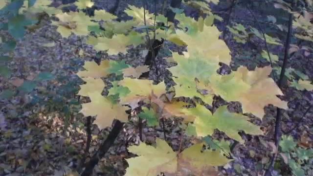 Кленовый желтый лист смотреть онлайн