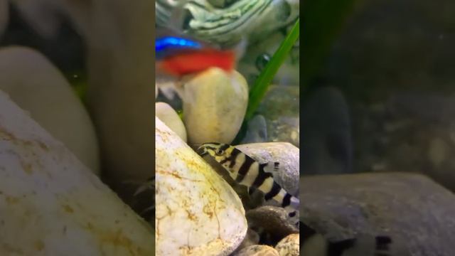 Small fish #botsia marbled смотреть онлайн