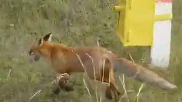 Как я лису в поле погладил.flv смотреть онлайн