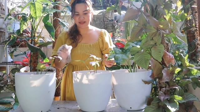 SYNGONIUM CARE TIPS & Share my BEST POTTING MIX for my Syngonium | Lovekye8 смотреть онлайн