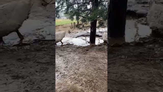 Утки Орвия ST5 - селезень и две уточки.