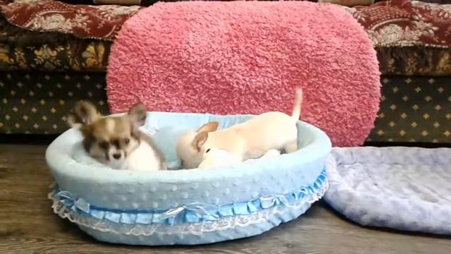 Щенки чихуахуа.Питомник Валентра Стар смотреть онлайн