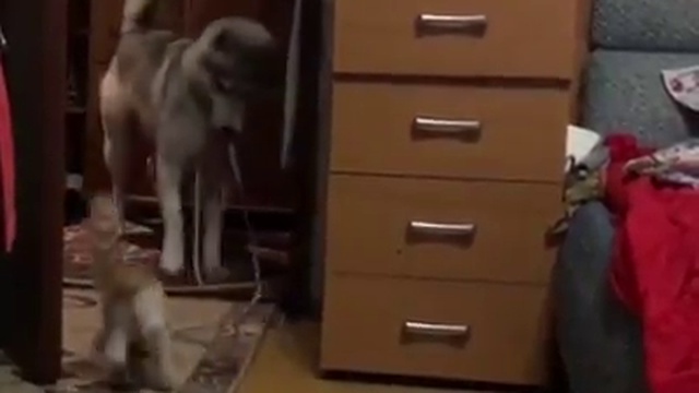 хаски играет с котенком смотреть онлайн
