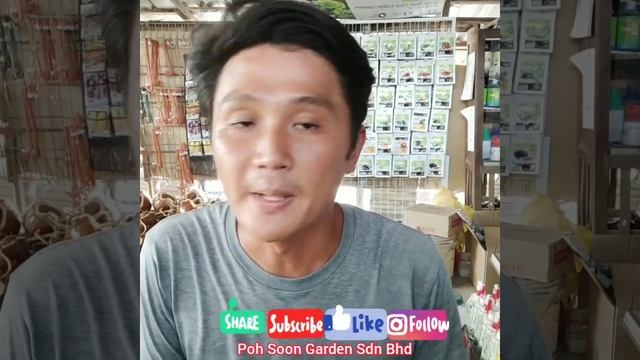 Maranta leuconeura смотреть онлайн