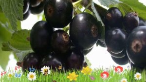 Смородина черная Черешневая ? Обзор: посадка и уход. крупномеры смородины: описание и особенности