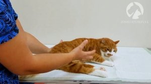 Мануальное опорожнение мочевого пузыря кошек и собак