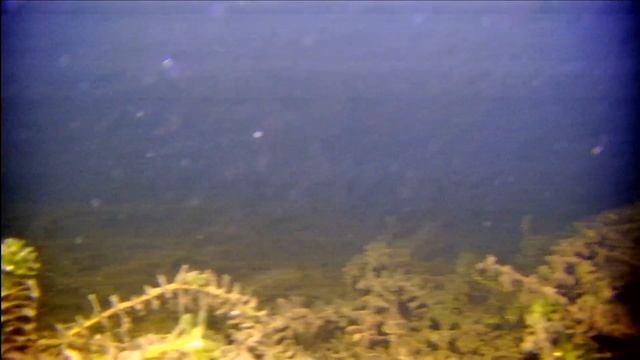 Работа выносной LED подсветки, реакция рыбы. смотреть онлайн