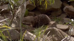 Австралийская ехидна. Самые интересные факты и самые лучшие кадры.