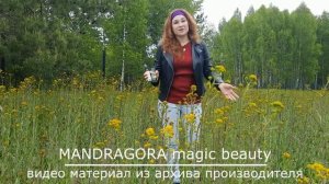 Усьма на второй год, плантация производителя масла листьев усьмы