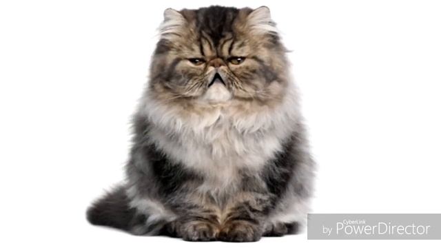 Песенка про толстого кота . От лица кота! смотреть онлайн