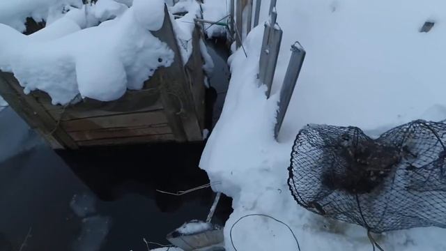 Норка попалась. И снова норка попалась в нашу ловушку. смотреть онлайн