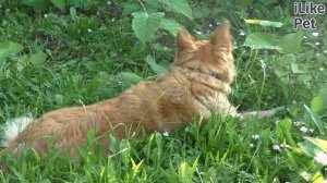 4 совета, как отучить собаку подбирать еду на улице