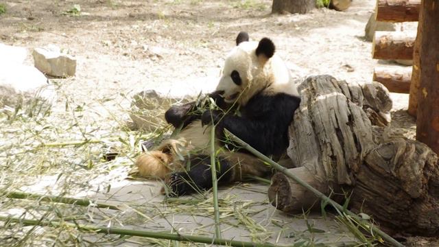 Панда есть второй обед смотреть онлайн