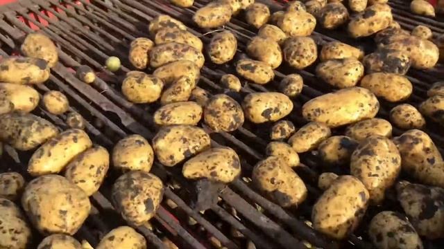 Самый вкусный картофель сорт Кроне смотреть онлайн