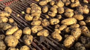 Самый вкусный картофель сорт Кроне