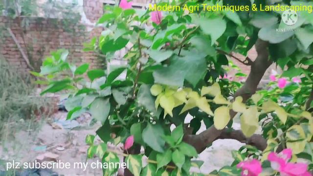A grafted old plant of Bougainvillea. | modern Agri Techniques & landscaping, смотреть онлайн