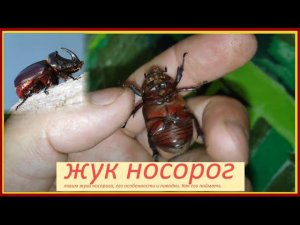 Жук носорог - крупный представитель жесткокрылых средней полосы