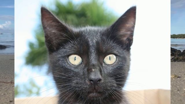 #CAT Cat Picture (#3) - Cute and Cutest Cat Pictures Compilation Video | Animals смотреть онлайн