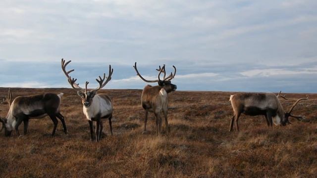 Что такое Тундра? смотреть онлайн