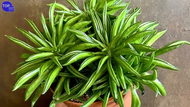 15 Variedades de Peperomias смотреть онлайн