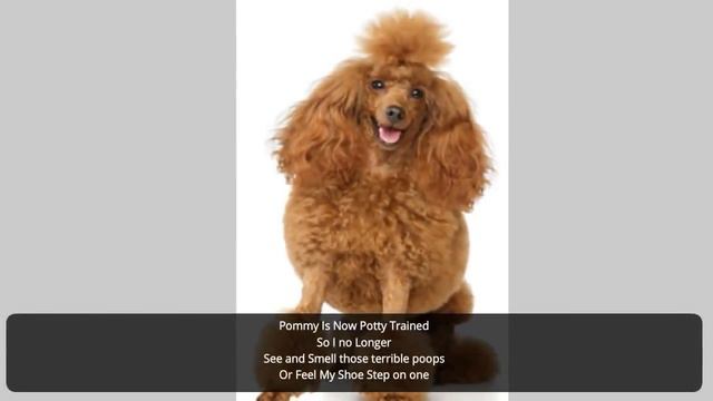 Potty Train Chug Puppy **ASAP** Free mini-course Potty Train Chug Puppy смотреть онлайн