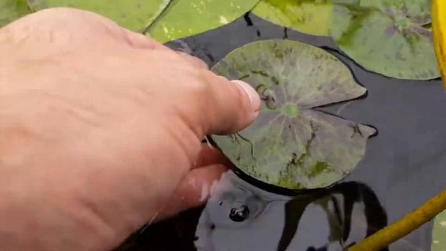 Нимфея Thongsup (nymphaea Thongsup) смотреть онлайн