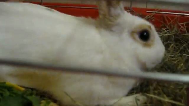 злой кролик...