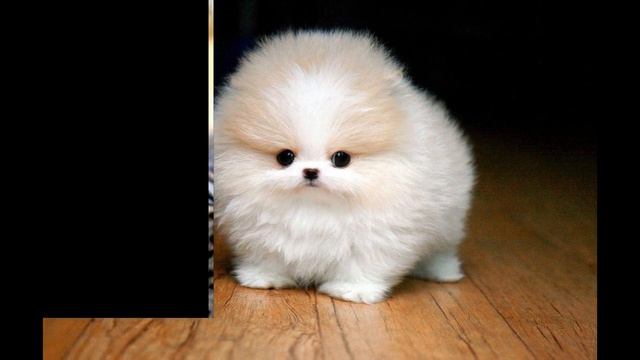 самые красивые животные по мнению людей смотреть онлайн