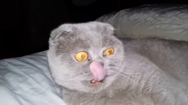 Кот Тимофей смотреть онлайн