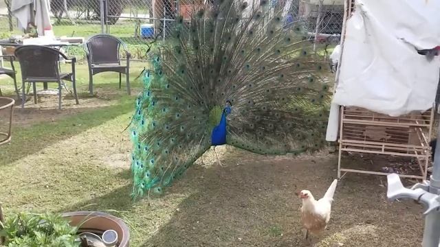 Эта Змея Была Обречена! Редкие Сражения Животных , Снятые на Камеру смотреть онлайн