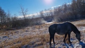 первый снег жеребят 2021 года #жеребята #лошади #табунноеконеводство #жылқы #зима