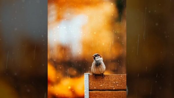 Dilimni og'ritgan dilozorlarim.