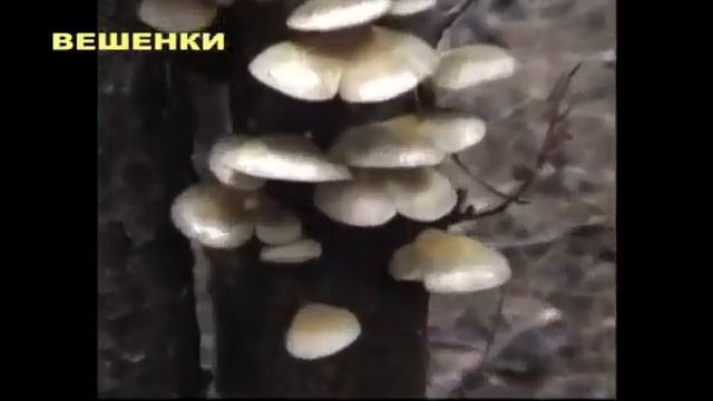 Грибы Вешенки в лесу, Трутовики, Лопастники. Иловка. Сытый боров  Поет Саша.