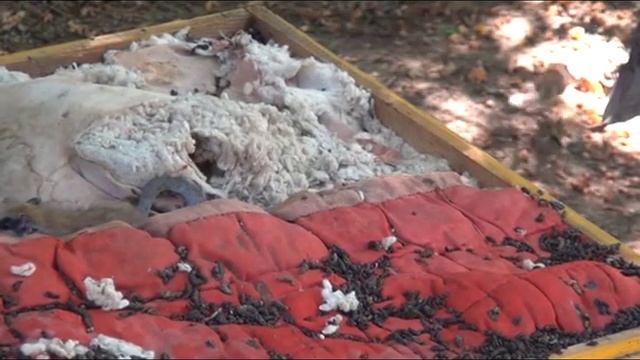 Бурундуки на пасеке смотреть онлайн