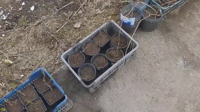 Саженцы.СМОРОДИНА.часть2 смотреть онлайн