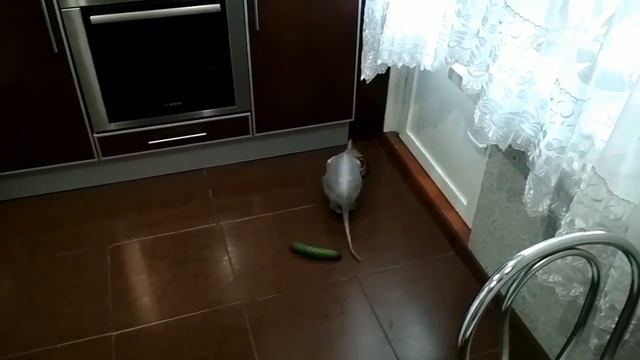 Кот и огурец. Коты боятся огурцов?! Огурцы, пугающие котов. Реакция кота на огурец. смотреть онлайн