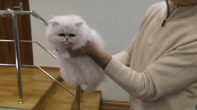 Программа дистанционного разведения кошек FREE-BREEDER системы PCA смотреть онлайн