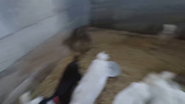 Кормление козлят разного возраста смотреть онлайн