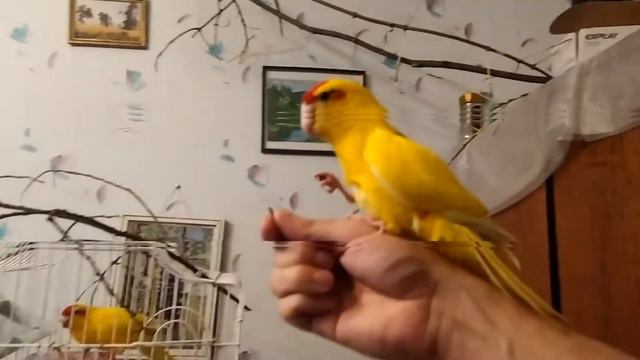 Ручной какарик кушает из лапы смотреть онлайн