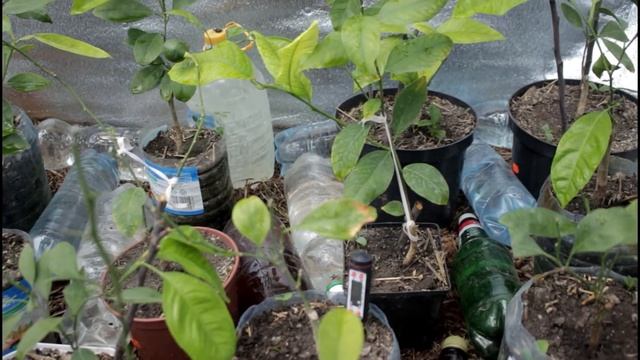 ТЕПЛИЦА ДЛЯ ЦИТРУСОВЫХ смотреть онлайн