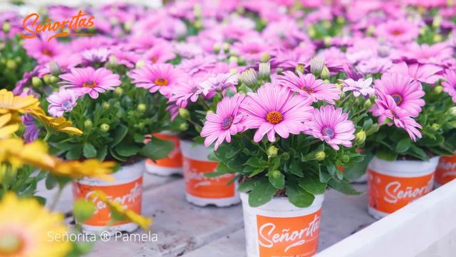 Señorita Pamela - Osteospermum - Spaanse Margriet - Cape Marguerite смотреть онлайн